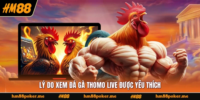 Lý do xem đá gà Thomo live được yêu thích